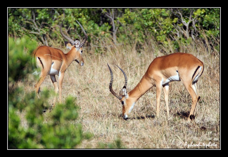 32 Safari Kenya